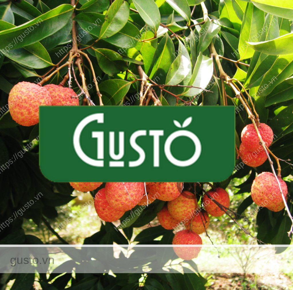 Vải thiều Thanh Hà