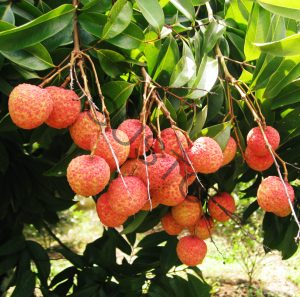 Vải thiều Thanh Hà