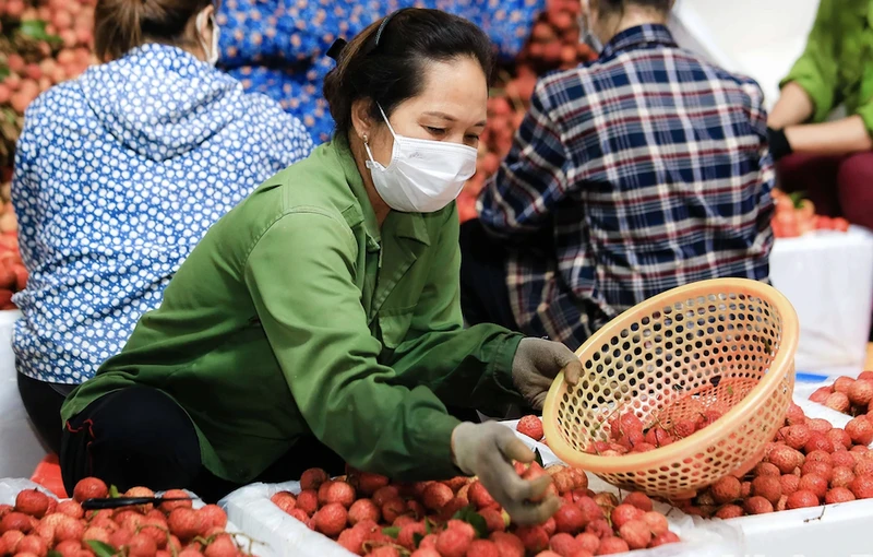 Dự báo mùa Vải thiều 2024 không như ý