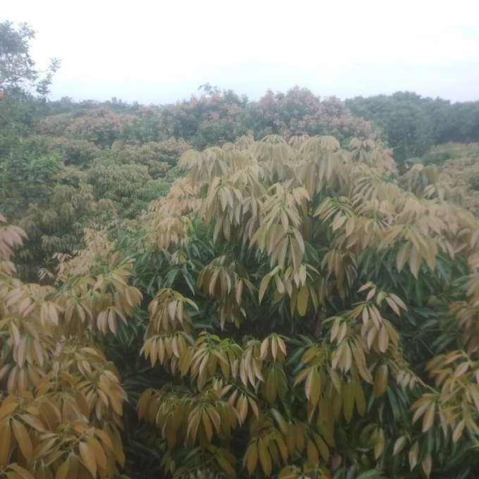 Miền Bắc năm nay dự báo mất mùa vải thiều